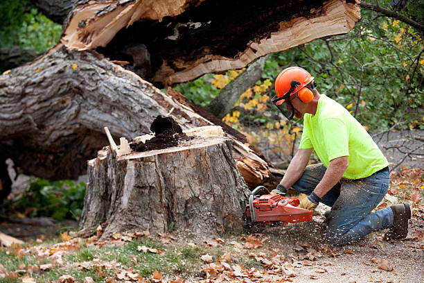 Trusted Greenbrier, TN  Tree Services Experts